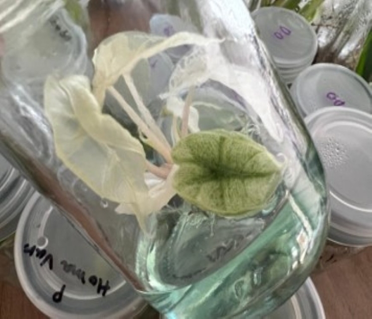 Amazonica variegated